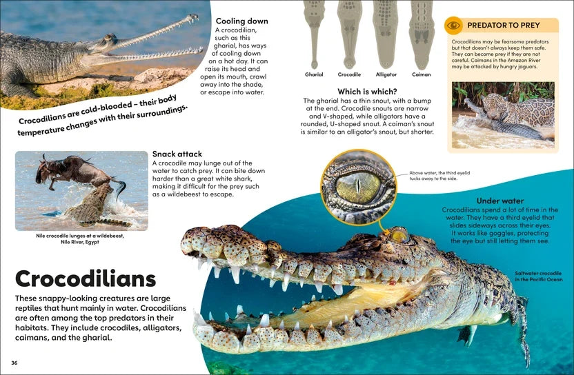 DK Eyewonder: Reptiles