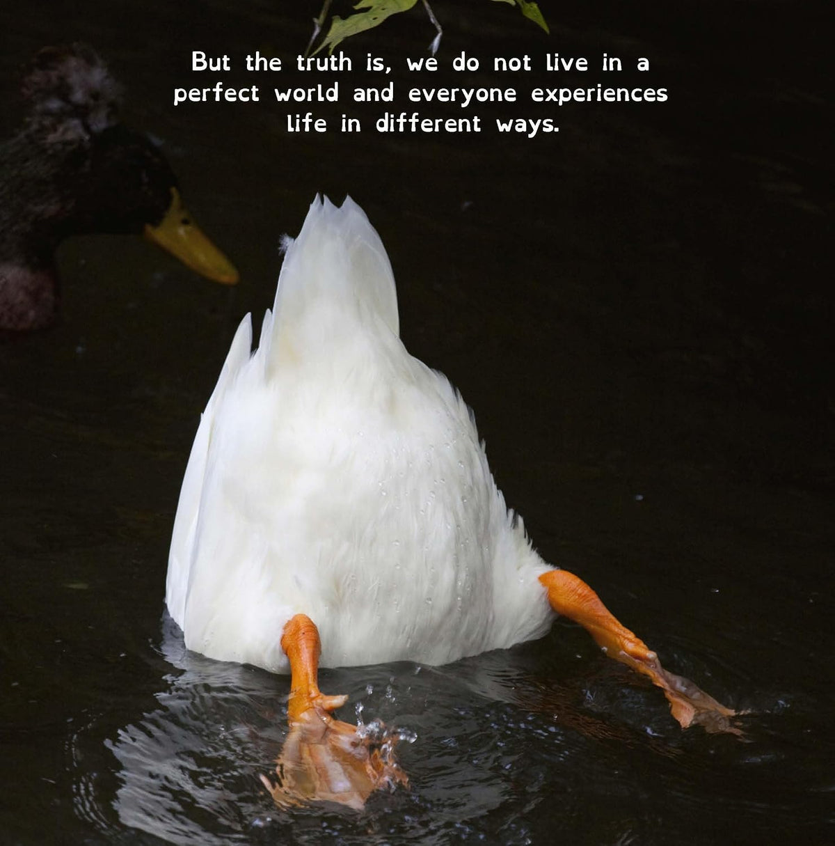 All Birds Have Anxiety