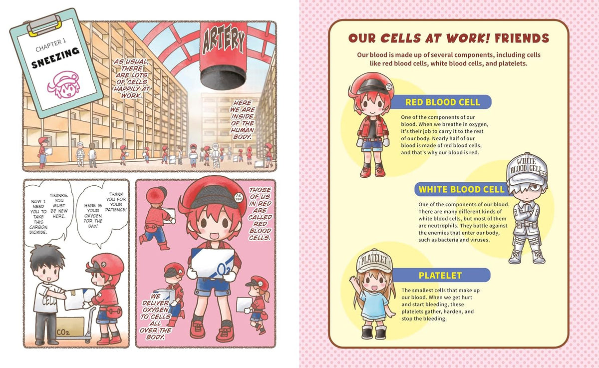 Cells at Work! #01:The Great Bacteria Vs. White Blood Cell Battle!