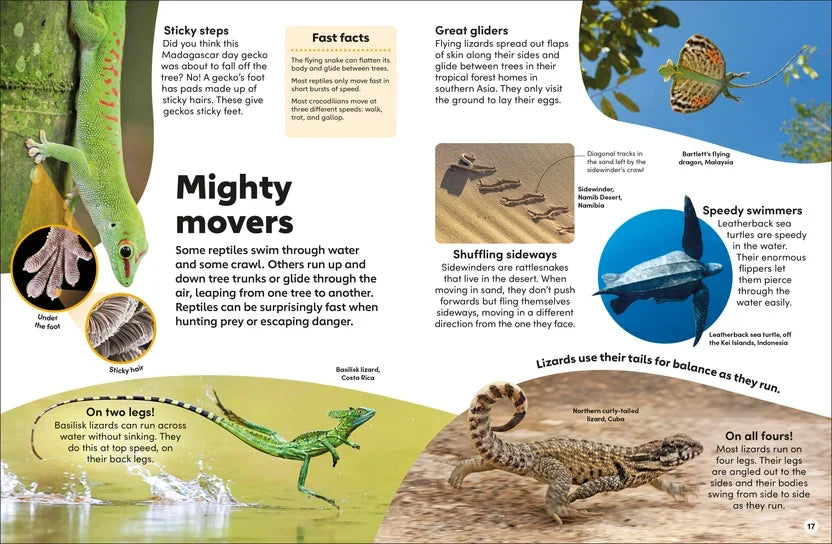 DK Eyewonder: Reptiles
